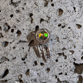 大捕梦网全斑彩