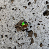 小海星三色斑彩